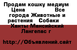 Продам кошку медиум › Цена ­ 6 000 000 - Все города Животные и растения » Собаки   . Ханты-Мансийский,Лангепас г.